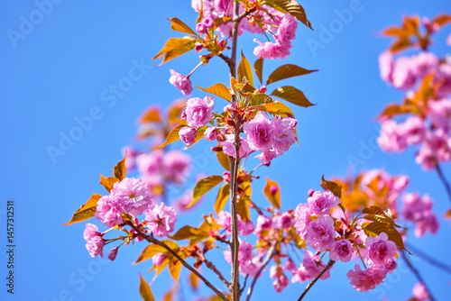 Obraz na płótnie Sakura pink flowers on the tree branch on the pure blue sky. Springtime blooming in Asia. Japanese flower. Workspace place for text. w salonie