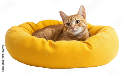 Orange tabby cat lounging in a round yellow bed on a transparent background, relaxing and calm setting photo