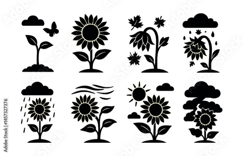 Seasonal sunflower icons set – growth, blooming, weather, storm, rain, wind, clouds, sun. Vector icons set