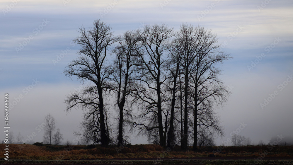 Fototapeta premium Autumn contours of few leafless trees