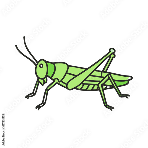 Illustration of a green grasshopper insect vector image for biology education and nature illustration