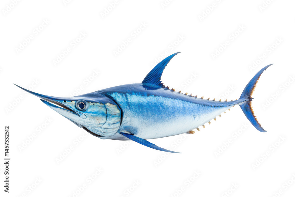 Fototapeta premium Isolated blue marlin fish illustration on transparent background