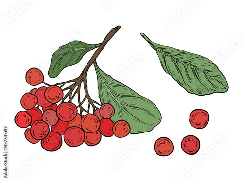 Vector set with a branch of red rowan berry. Illustration of a branch of rowan berry with green leaves. Hand-drawn vector graphics, color realistic drawing. Design and packaging.