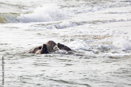 Two turtles surface gracefully in gentle waves, capturing the essence of natures beauty and peaceful serenity