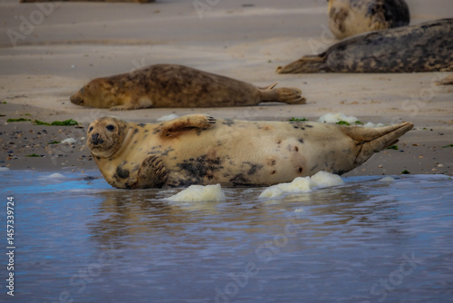 A serene moment capturing the breathtaking beauty of seals basking peacefully on the shore, illustrating rich wildlife