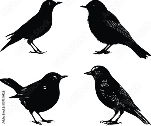 Bird silhouette vector illustration birds graphic design ornithology birdwatching wildlife nature black and white art
