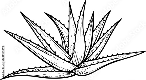 Aloe vera vector illustration. Agave leaves hand drawn black on white background. Cosmetic plant silhouette.