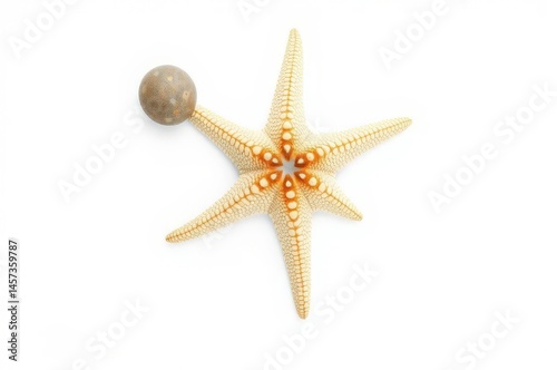 Obraz na płótnie Detailed Starfish with Ocean Stone w salonie