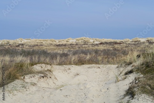 Wallpaper Mural Vom Naturpfad Osterhook auf der deutschen Nordseeinsel Langeoog aus sind Salzwiesen und im Hintergrund bewachsene Sanddünen zu sehen. Es ist ein sonniger Frühlingstag. Torontodigital.ca