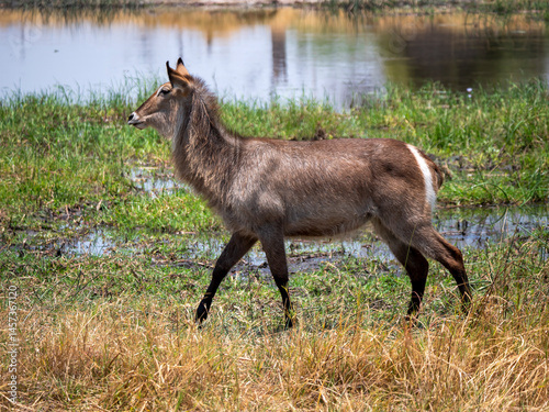 A waterbuck (Kobus ellipsiprymnus) in Hwange National Park in Zimbabwe.