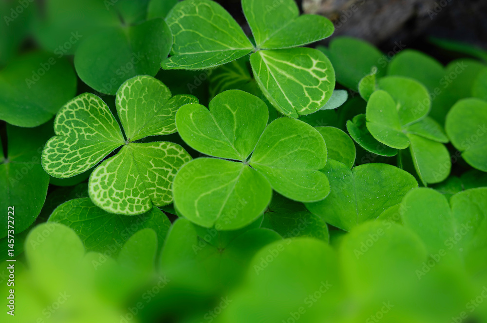 Green cloverleaf or clover background in the forest. Green cloverleaf or clover background in the forest.