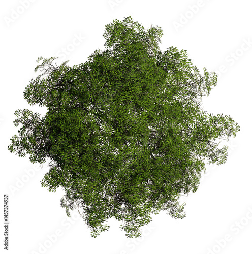 Tree top view, plan, landscape, without background,  transparent background