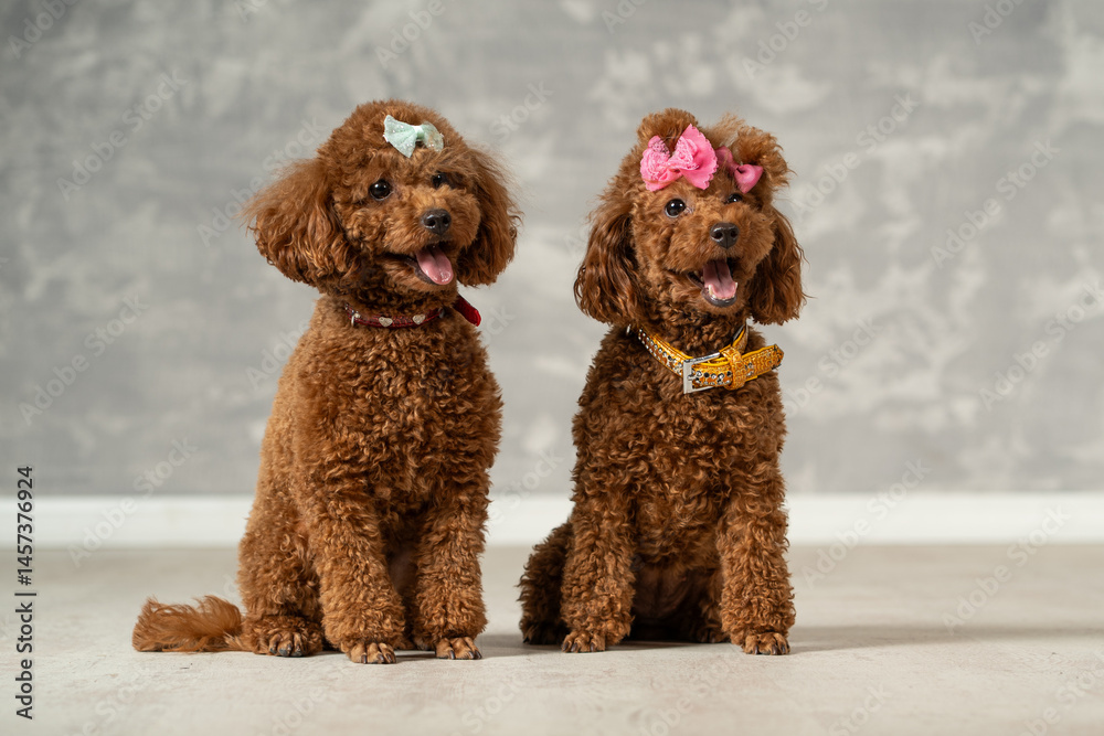 Two cheerful brown poodles with colorful bows sitting side by side in a bright indoor setting Two cheerful brown poodles with colorful bows sitting side by side in a bright indoor setting