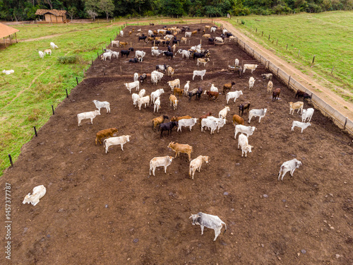 Livestock in confinement, oxen, cows, sunny day
