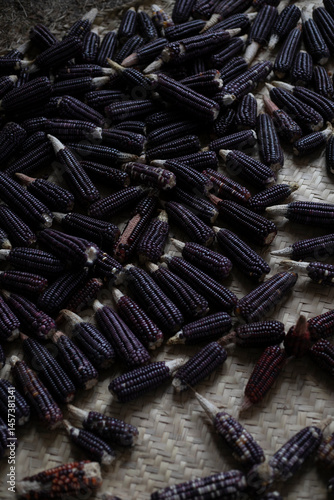 OAXACAN CORN