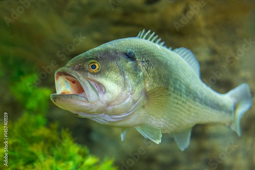 Large mouth bass