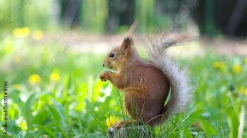 A squirrel runs on the grass