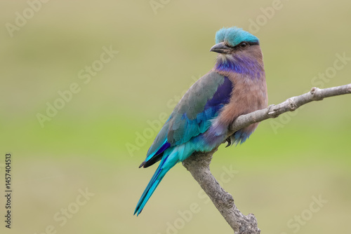 Indochinese roller (Coracias affinis)