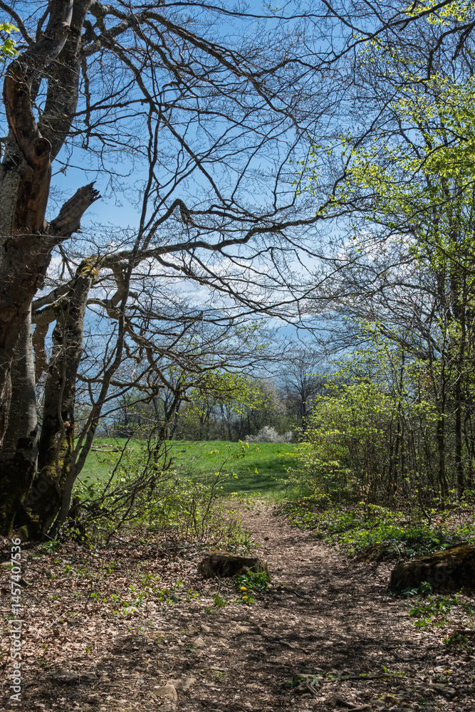 Fototapeta premium chemin de randonnée au Salève