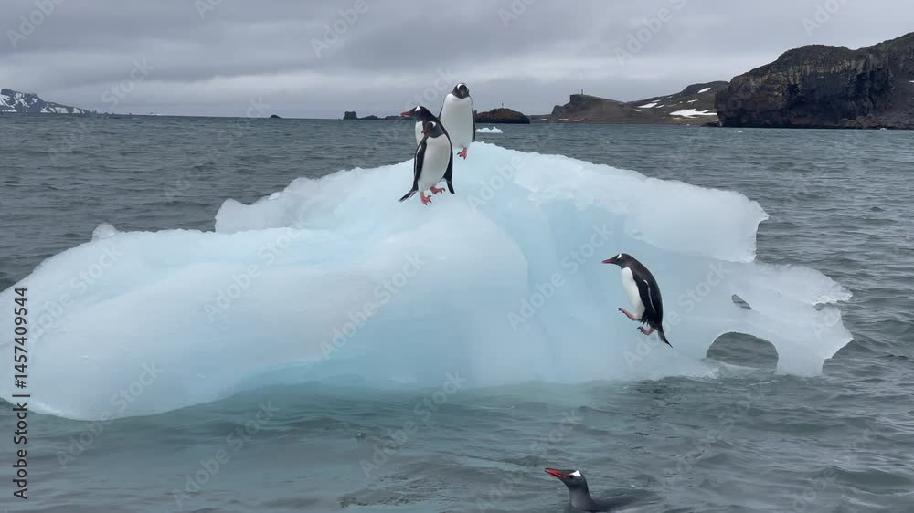 Gentoo Penguins on iceberg in Antarctica