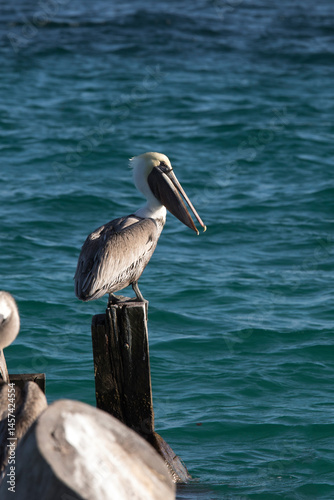 A photo of brown pelican bird
