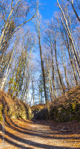 Waldweg durch das Echaztal bei Lichtenstein photo