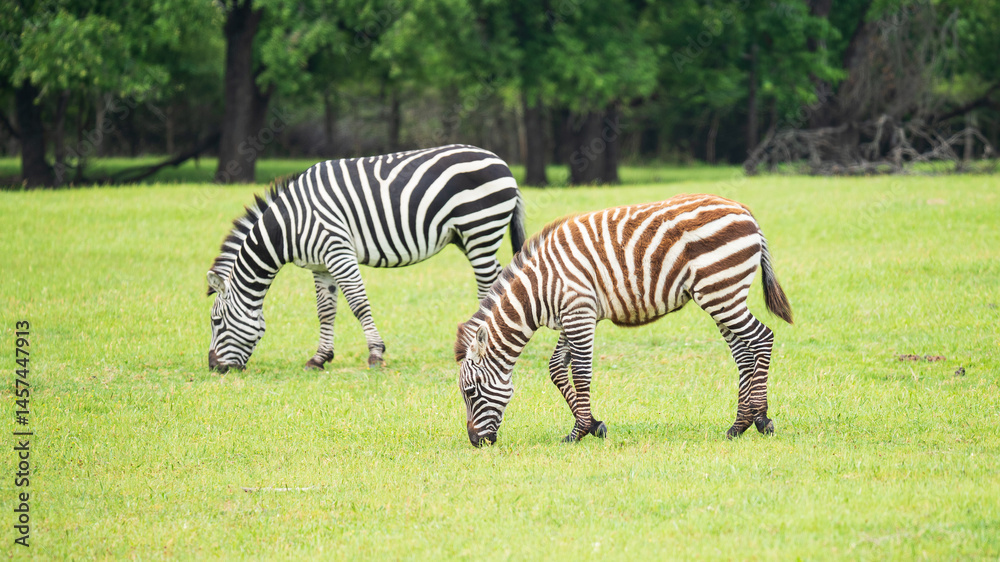Zebras roaming in the wild Zebras roaming in the wild