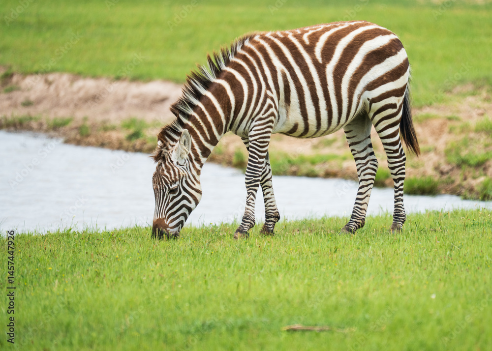 Zebras roaming in the wild Zebras roaming in the wild