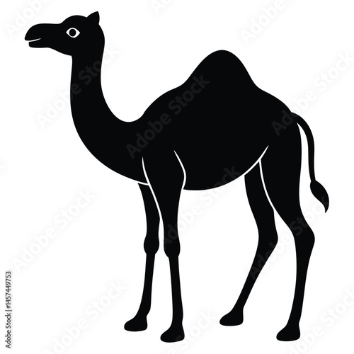 camel isolated on white