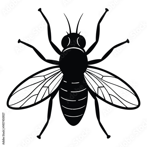 fly isolated on white background