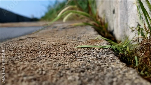 Close-up view of weeds growing in crack between concrete curb and sidewalk on sunny day showcasing textures and details.