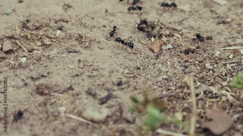 Animal Insect Ants on Soil Ground Animal Insect Ants on Soil Ground