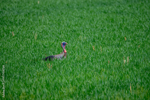 Turkey in the grass