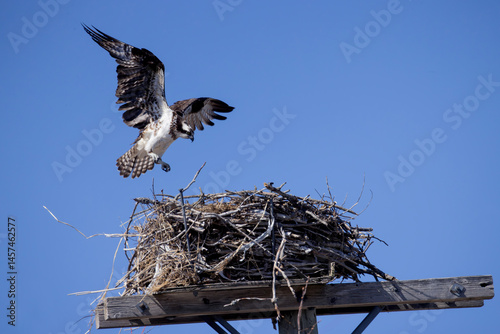 Osprey Pandion haliaetus flying to its nest