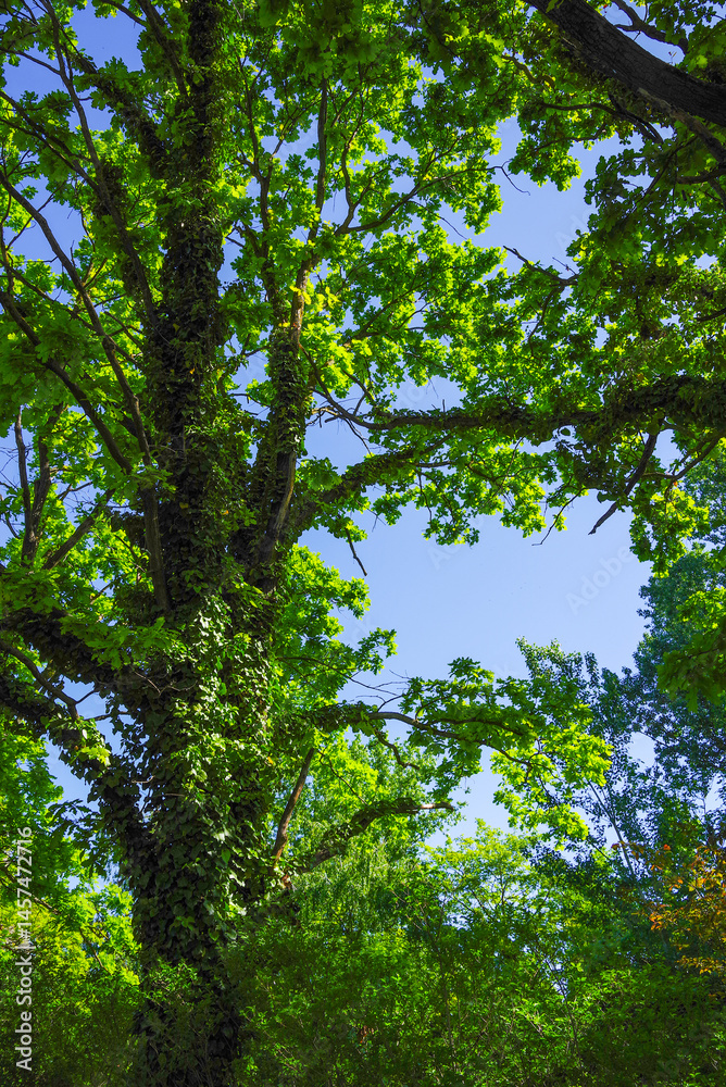 Fototapeta premium Sun rays streaming through tree branches seen from below