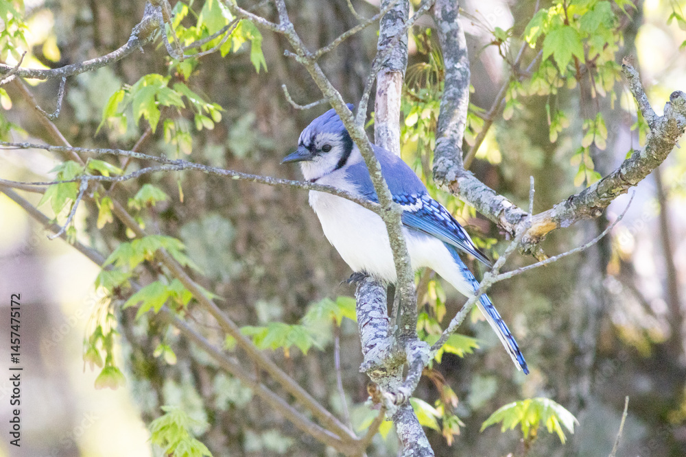 Obraz premium Blue Jay Bird