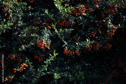 green pyracantha branches with orange berries
