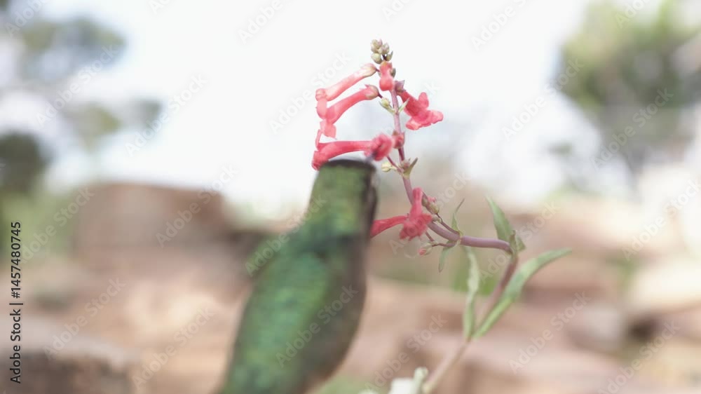 4k video of a close wide angle view of an Anna's Hummingbird feeding from a Scarlet Gilia flower on a cloudy day in Southern Utah USA.