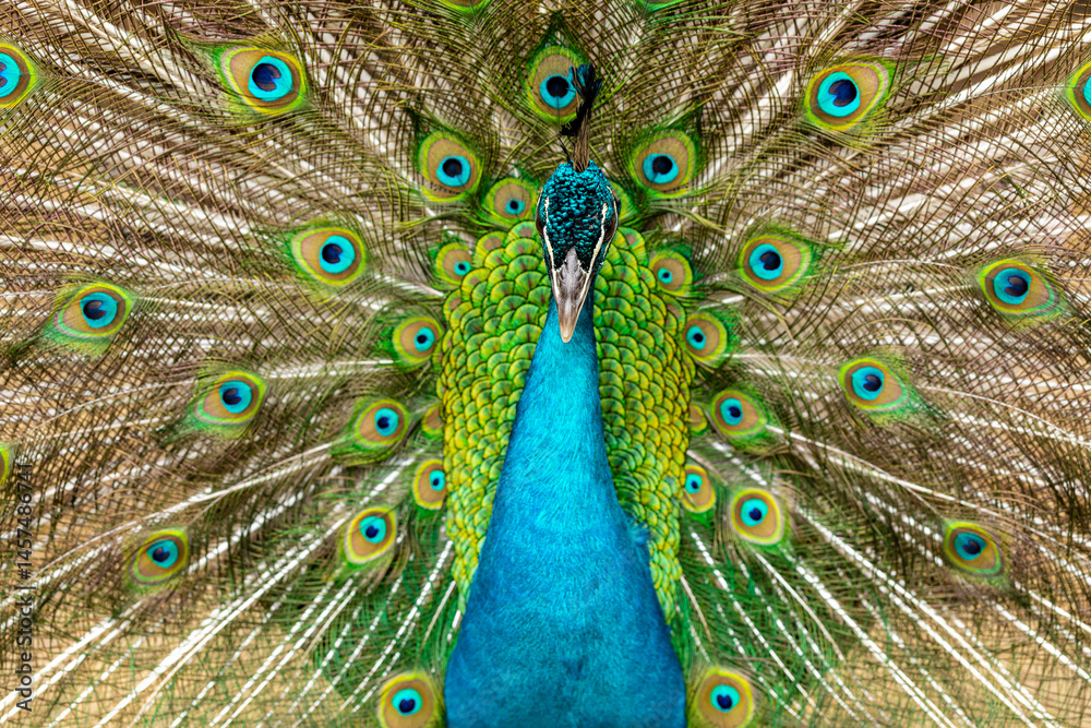 Obraz premium closeup on a peacock on the farm