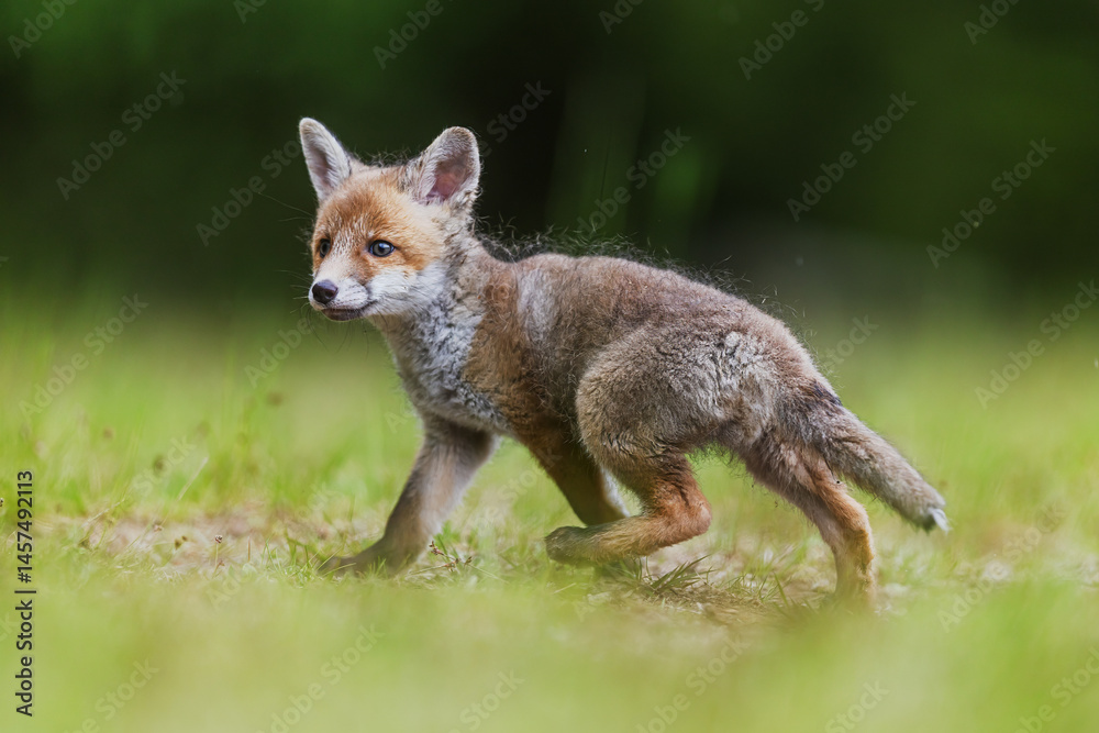 Fototapeta premium little young red fox (Vulpes vulpes) he is fearful