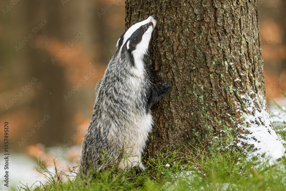 Obraz premium European badger (Meles meles) in winter on a spruce tree