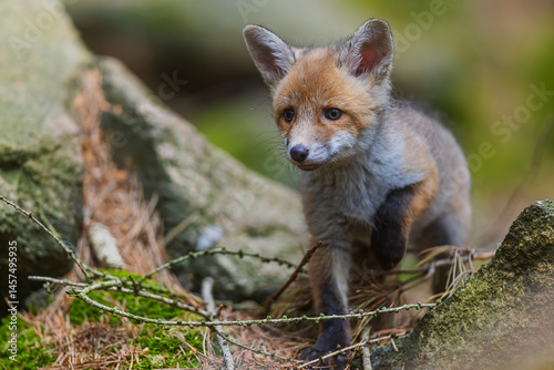 little young red fox (Vulpes vulpes) in detail
