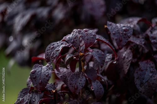 Macro close up de folhas vermelhas na chuva