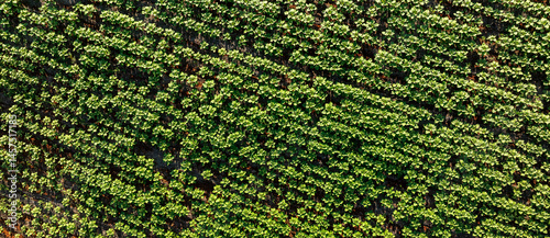 top view of soybean plantation at dusk