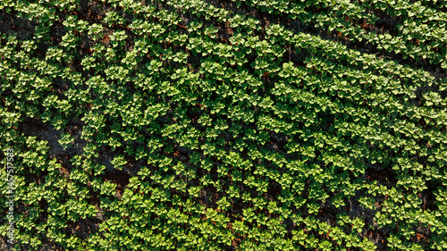 Fotografía top view of soybean plantation at dusk