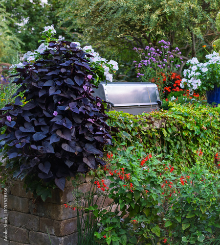 Prolific purple heart shaped 'blackie' sweet potato vine foliage, ipomoea batas, tumbles over a limestone wall of a patio on a sunny day with pineapple sage