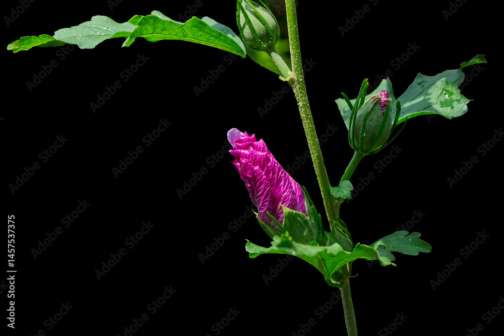 Vibrant Hibiscus bud basking in the sun, Mississauga, ON, Canada