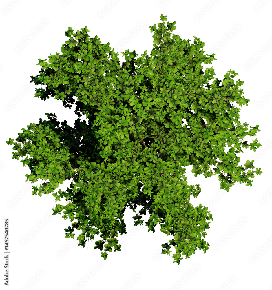 Obraz premium Tree top view, plan, landscape, without background, transparent background