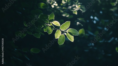 Obraz na płótnie Lush green leaves illuminated by soft light create serene atmosphere w salonie