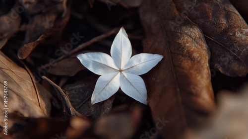 Obraz na płótnie five star flower w salonie
